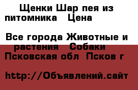 Щенки Шар пея из питомника › Цена ­ 25 000 - Все города Животные и растения » Собаки   . Псковская обл.,Псков г.